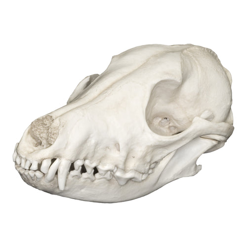 Replica Black-backed Jackal Skull For Sale – Skulls Unlimited ...