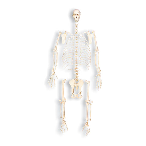 chimpanzee hand skeleton