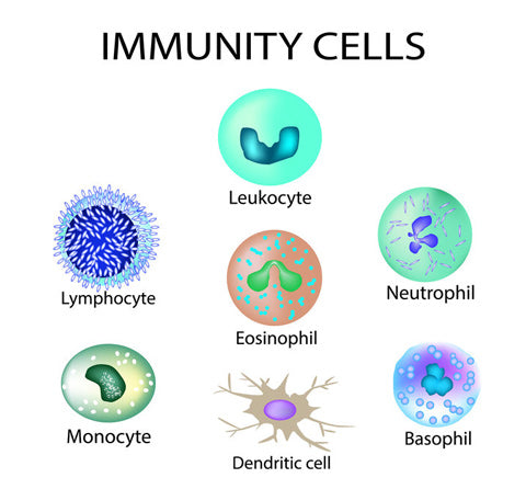 Teelixir types of immune cells for health