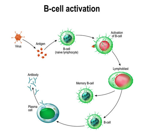Teelixir medicinal mushrooms for immunity B-Cell activation