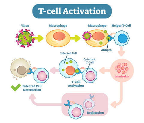 Teelixir medicinal mushrooms for immunity T-Cell activation