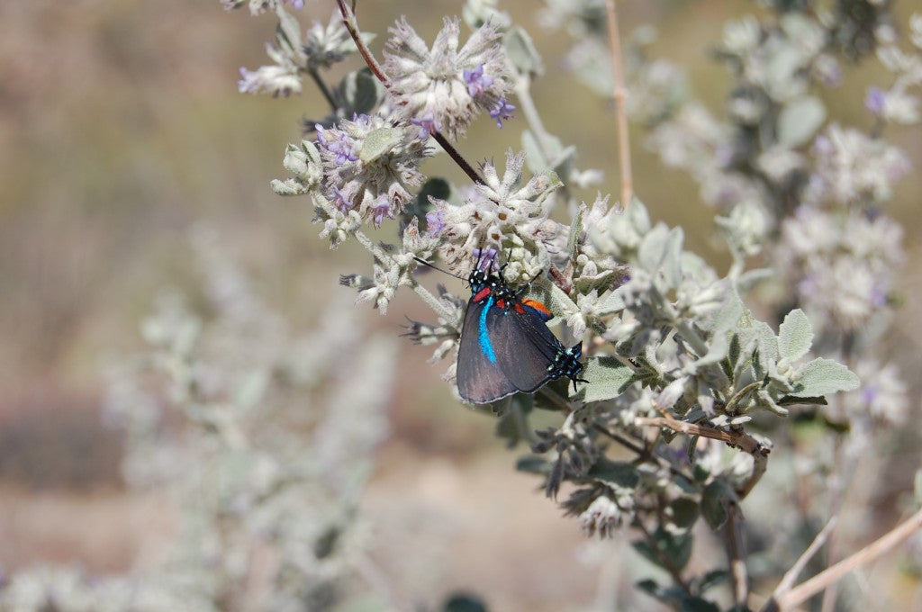 Sonoran Plant Profile: Desert Lavender – DesertTortoiseBotanicals.com