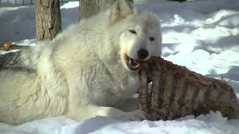 wolf eating ribs