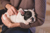 dog reiki