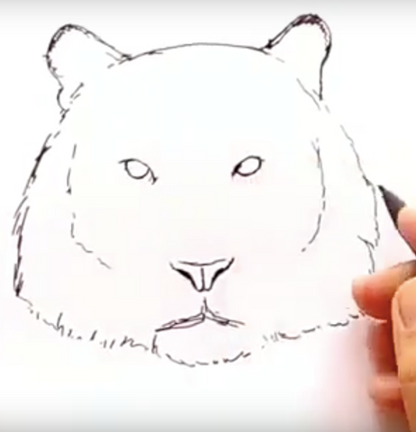 Draw the tiger's eyes