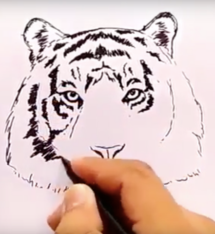 shading a tiger
