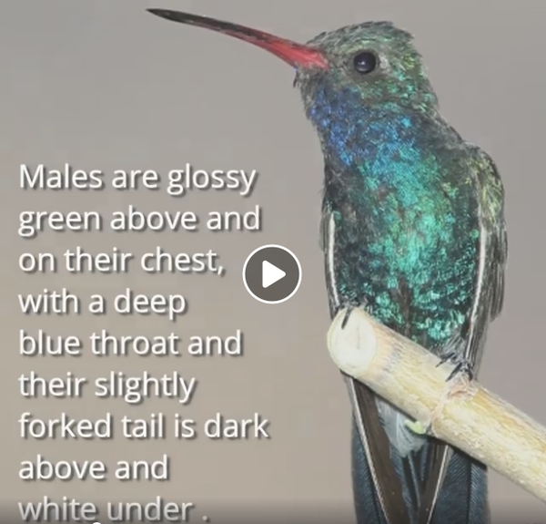 broad-billed-hummingbird-facts