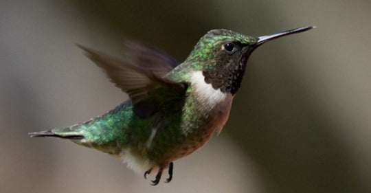 hummingbird-characteristics