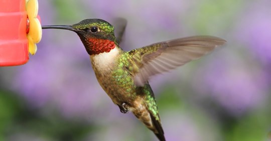 what-hummingbirds-want