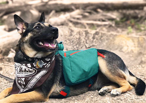9 Tips For Backpacking With Your Dog