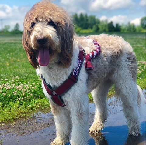 Brown and white dog standing in water puddle with maroon and gray vinyl harness on