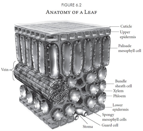The anatomy of a leaf