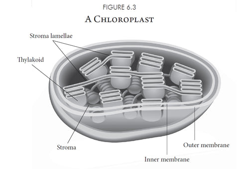 A chloroplast