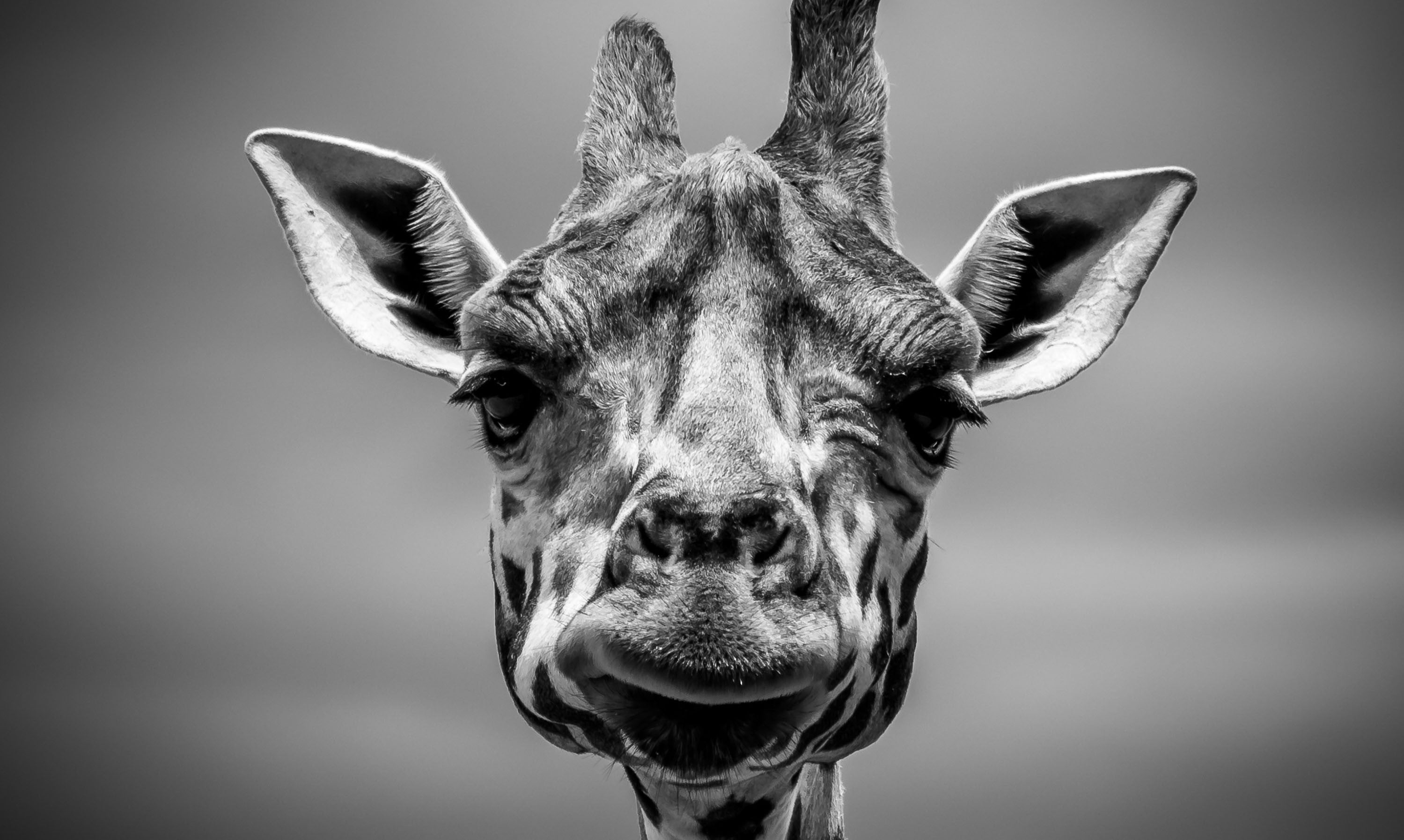 Black and white giraffe close up