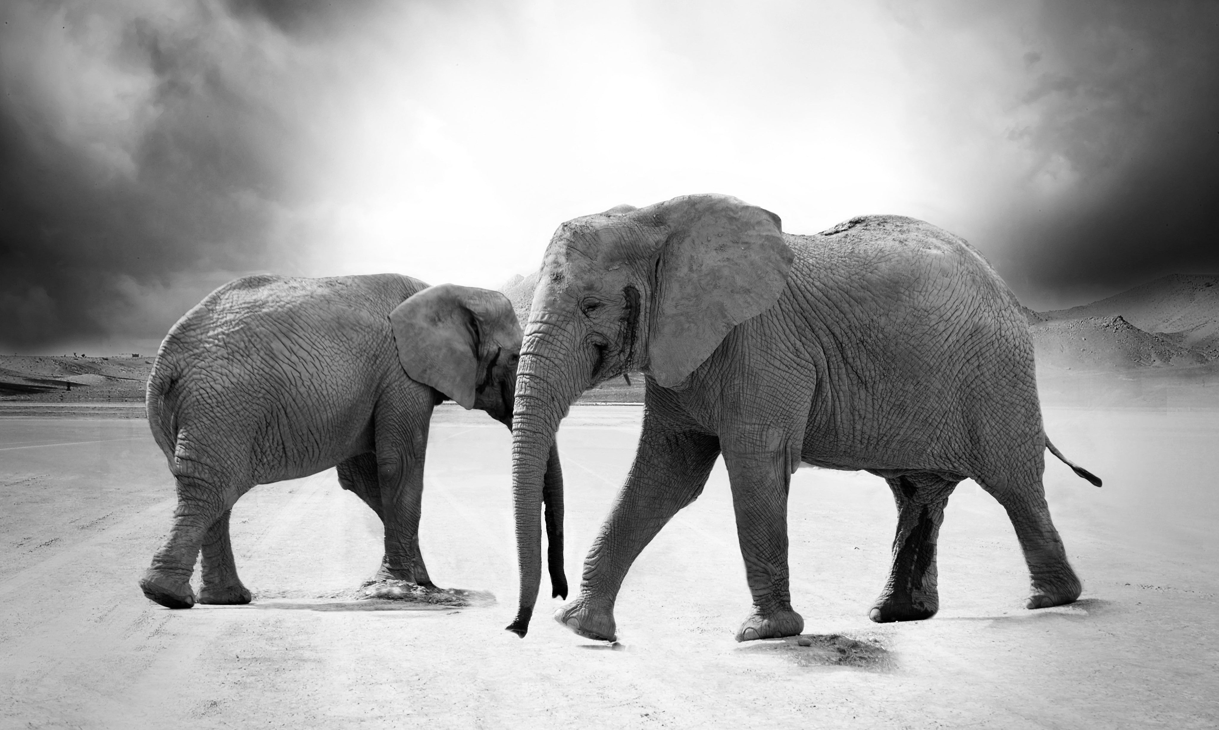 Black and white elephants