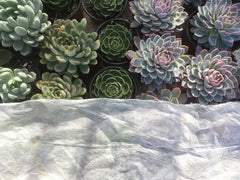 succulents under frost cloth