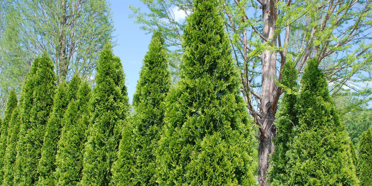 Thuja Green Giant | Best Privacy Screen — PlantingTree.com