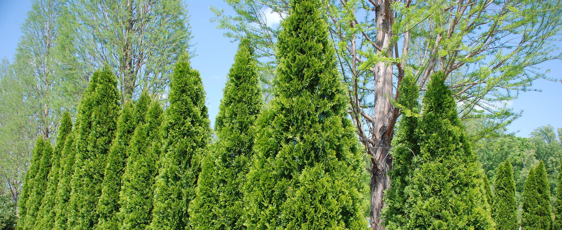 Thuja Green Giant | Best Privacy Screen — PlantingTree.com