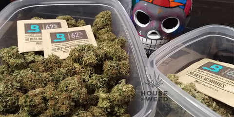 alt='' sobre humedad boveda 62 curado marihuana ''