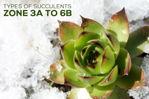 Succulents Hardiness Zone 3 4 5 6