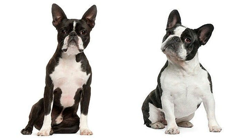 French Bulldog VS Boston Terrier: Difference, Similarity and Which One ...
