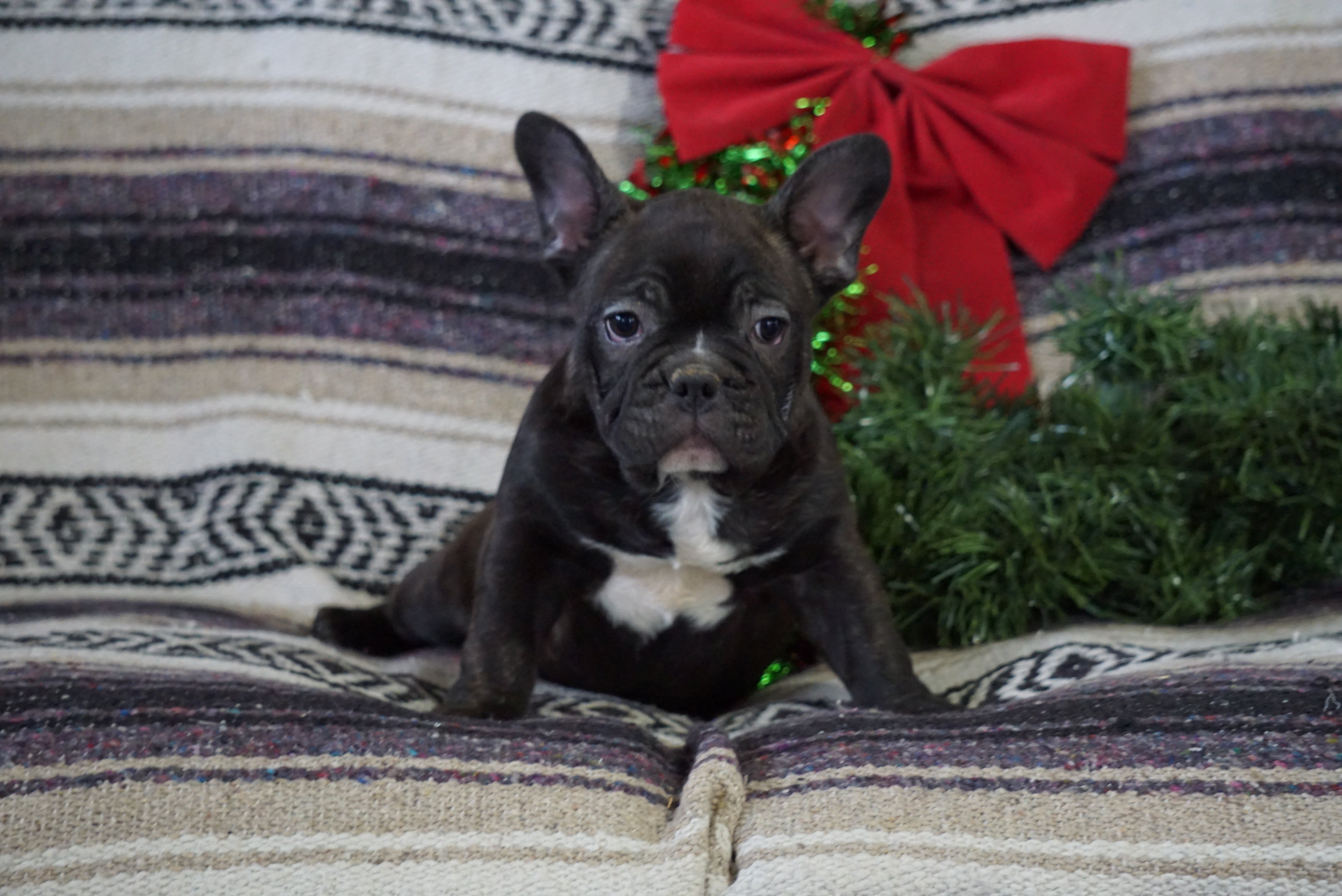 AKC Registered French Bulldog For Sale Millersburg, OH