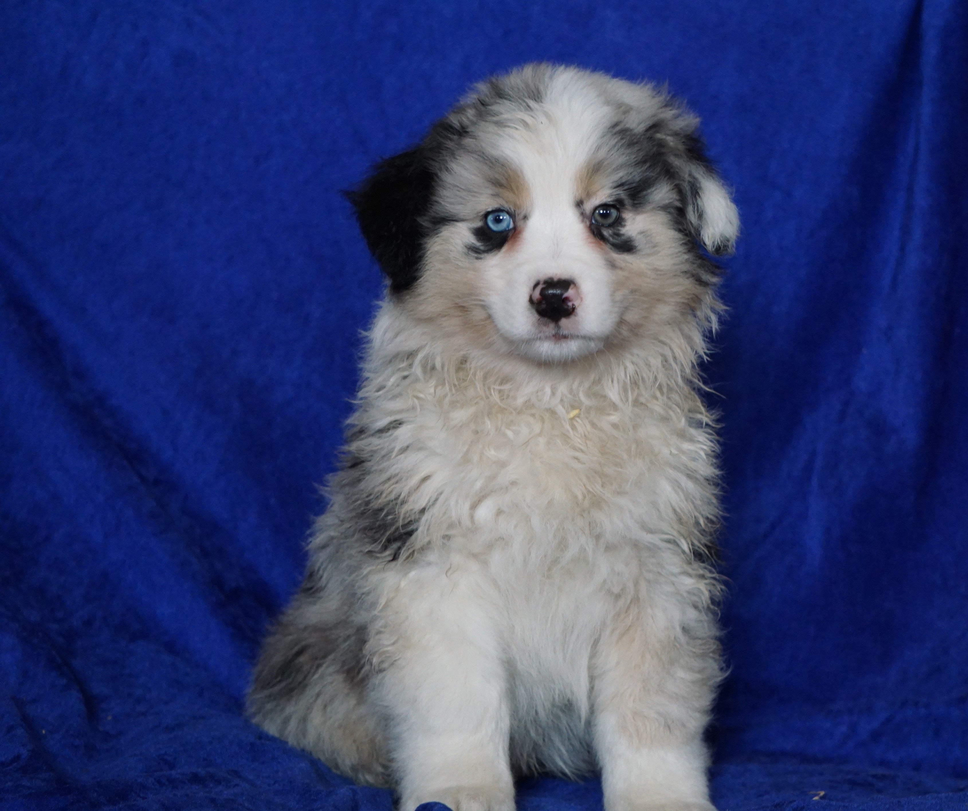 Australian Shepherd For Sale Millersburg, OH Male- Connor – AC Puppies LLC