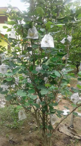 Benih Asian Pear - Nursery Kebun Bandar