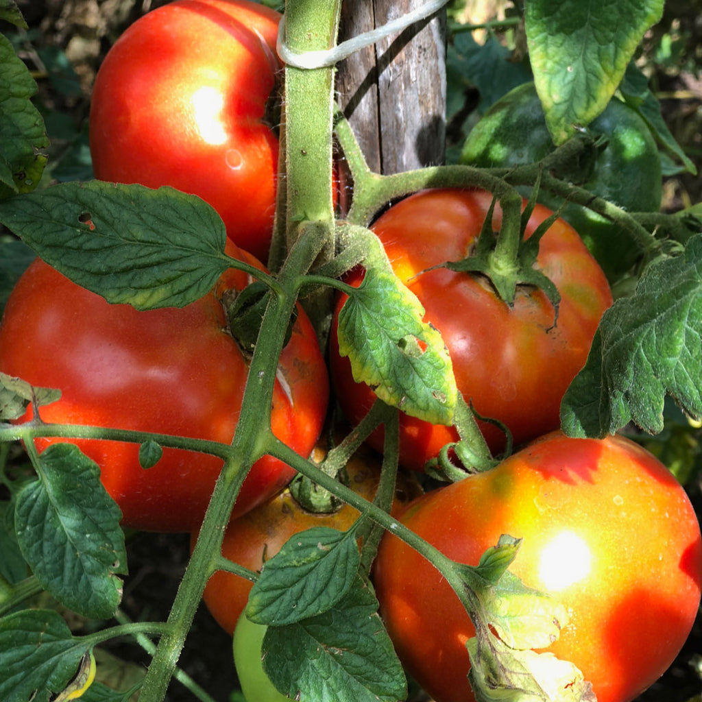 zelos tomatoes