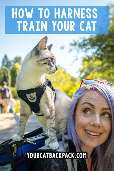 How To Harness Train Your Cat All The Tips Best Practices You Need Your Cat Backpack