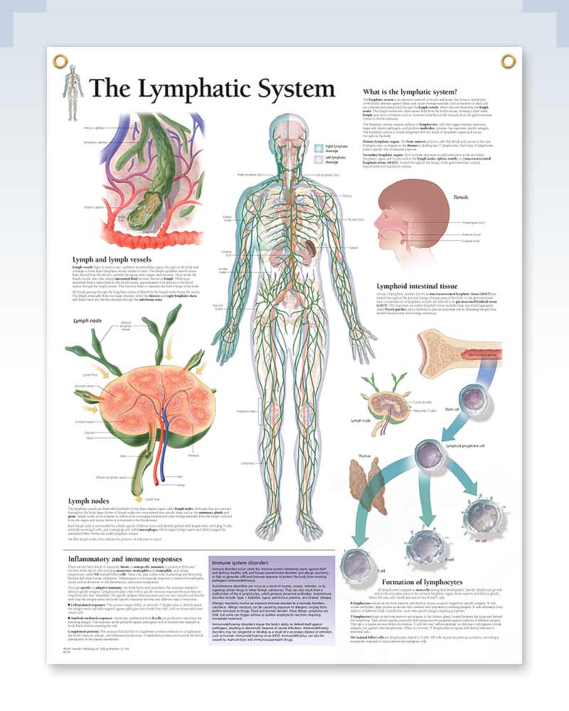 Lymphatic System Exam Room Anatomy Poster – ClinicalPosters