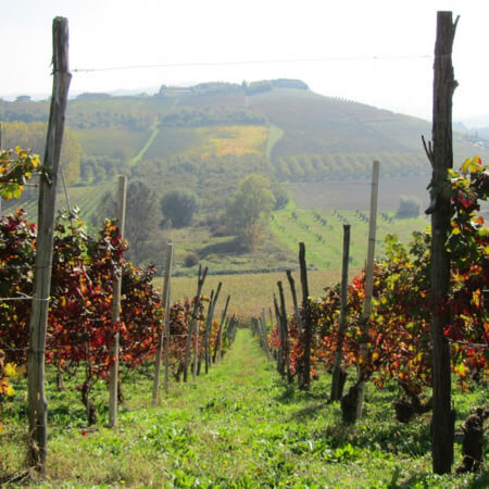 Cantina Del Pino vineyards