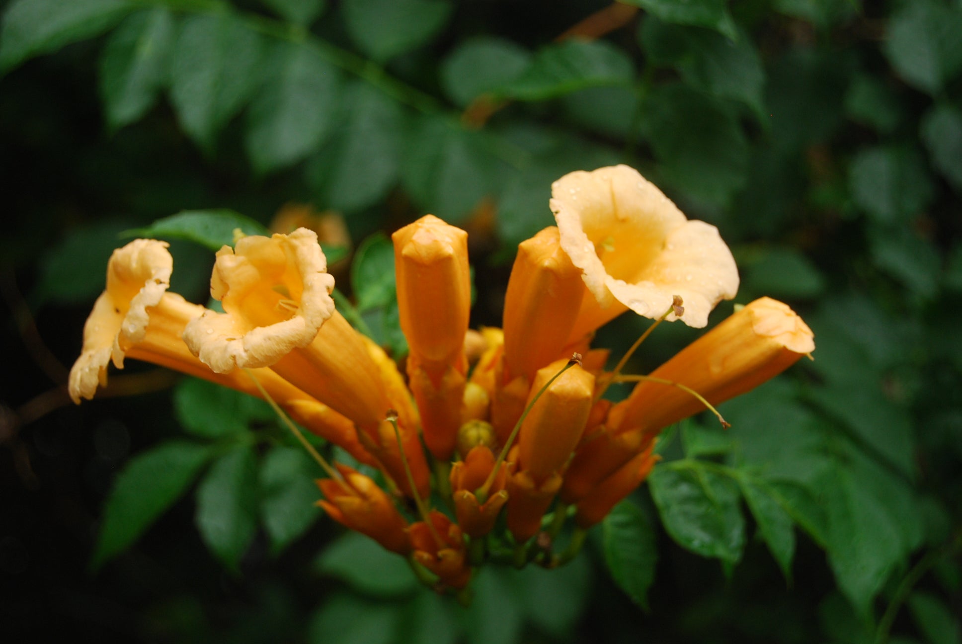 Campsis radicans 'Flava' - Nurseries Caroliniana