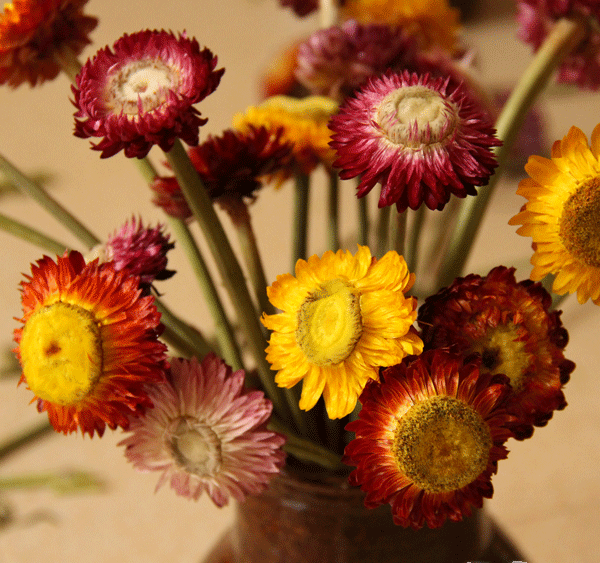A Bunch Dried Daisy Flowers, Natural Dried Flower ...