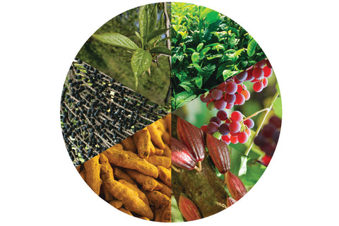 Triple Turmeric Complex with Green Tea, Grape seed, Licorice Root | Priori Blog