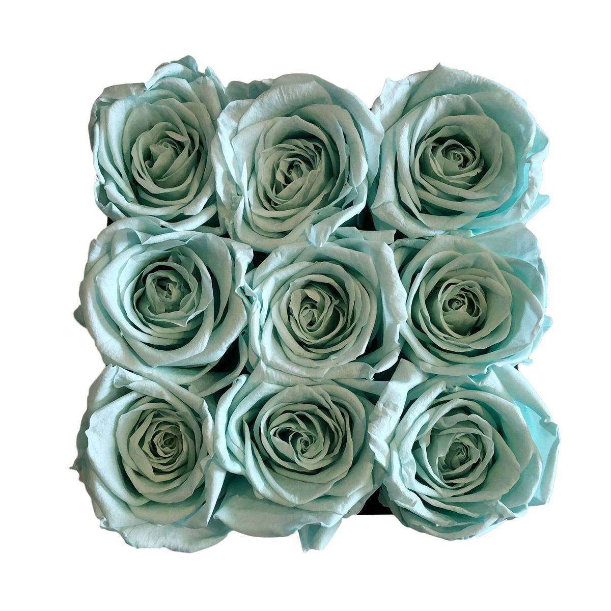 Aqua Blue – Ace of Roses