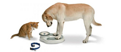 THE GROWING OBESITY EPIDEMIC IN DOGS AND CATS THE GROWING OBESITY EPIDEMIC IN DOGS AND CATS