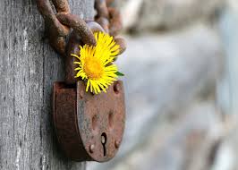rusty lock and flower